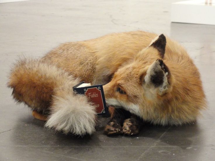 Shhh… the fox is in his self-improvement arc. 📖🦊