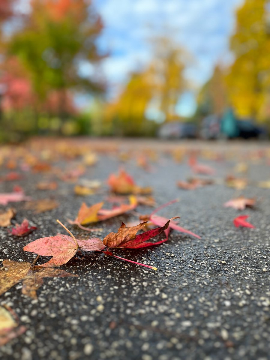 indian_pitta's tweet image. Share your beautiful leaves..🍁