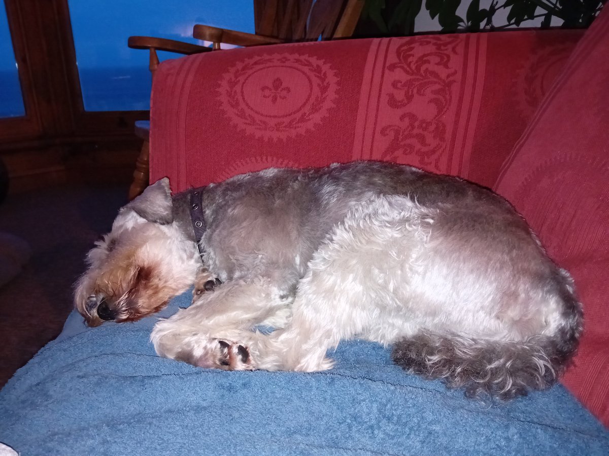 Tired Doggo after a big SW coastal walk! Loving a Cornish mini break 🥰