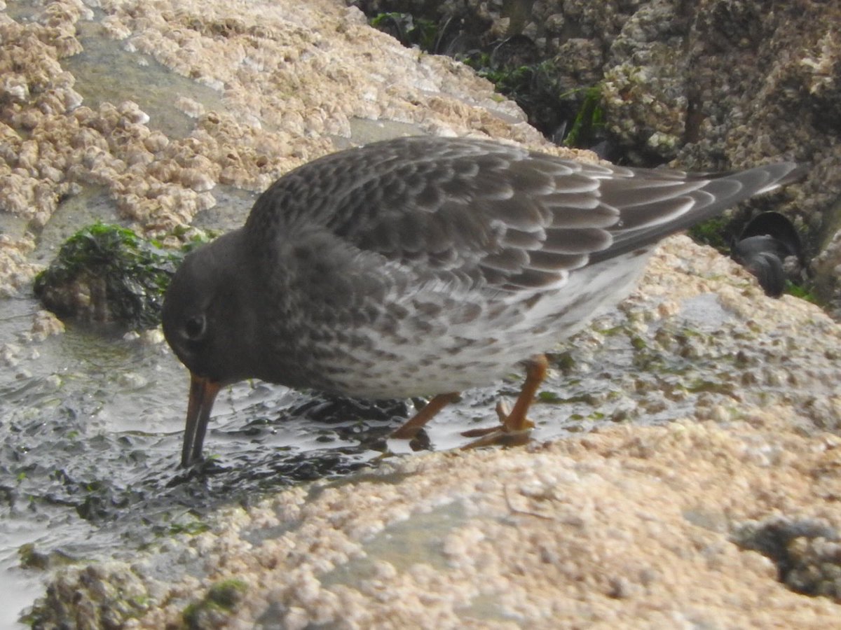 #Favouritewader this afternoon at Bridlington Harbour