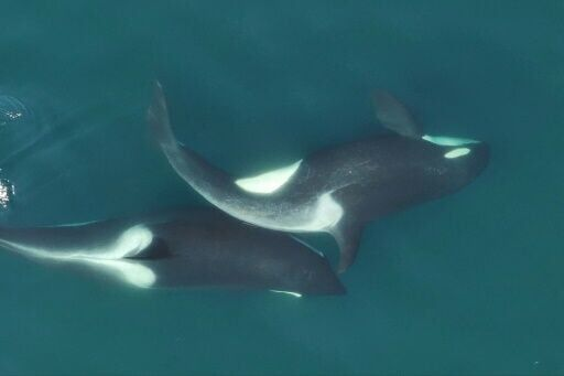 GroupHaglund's tweet photo. Did you know that killer whales use seaweed as grooming tools? In the Salish Sea, researchers have seen orcas playfully rolling strands of kelp across their bodies, not just to clean their skin, but also to reinforce social bonds within the pod. https://t.co/8ZUd3NDqWF