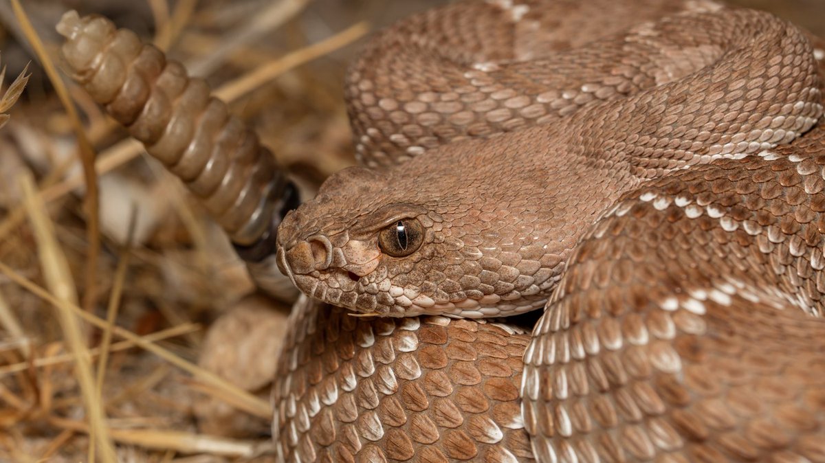 Live, work, or hike in rattlesnake country? 🐍 Your best tool is knowledge!

Join us on 10/25 for our Rattlesnake Safety &amp; Awareness Workshop. Learn bite prevention, first aid, and humane handling. For pros, amateurs, and homeowners!

Register today: savethesnakes.org/training