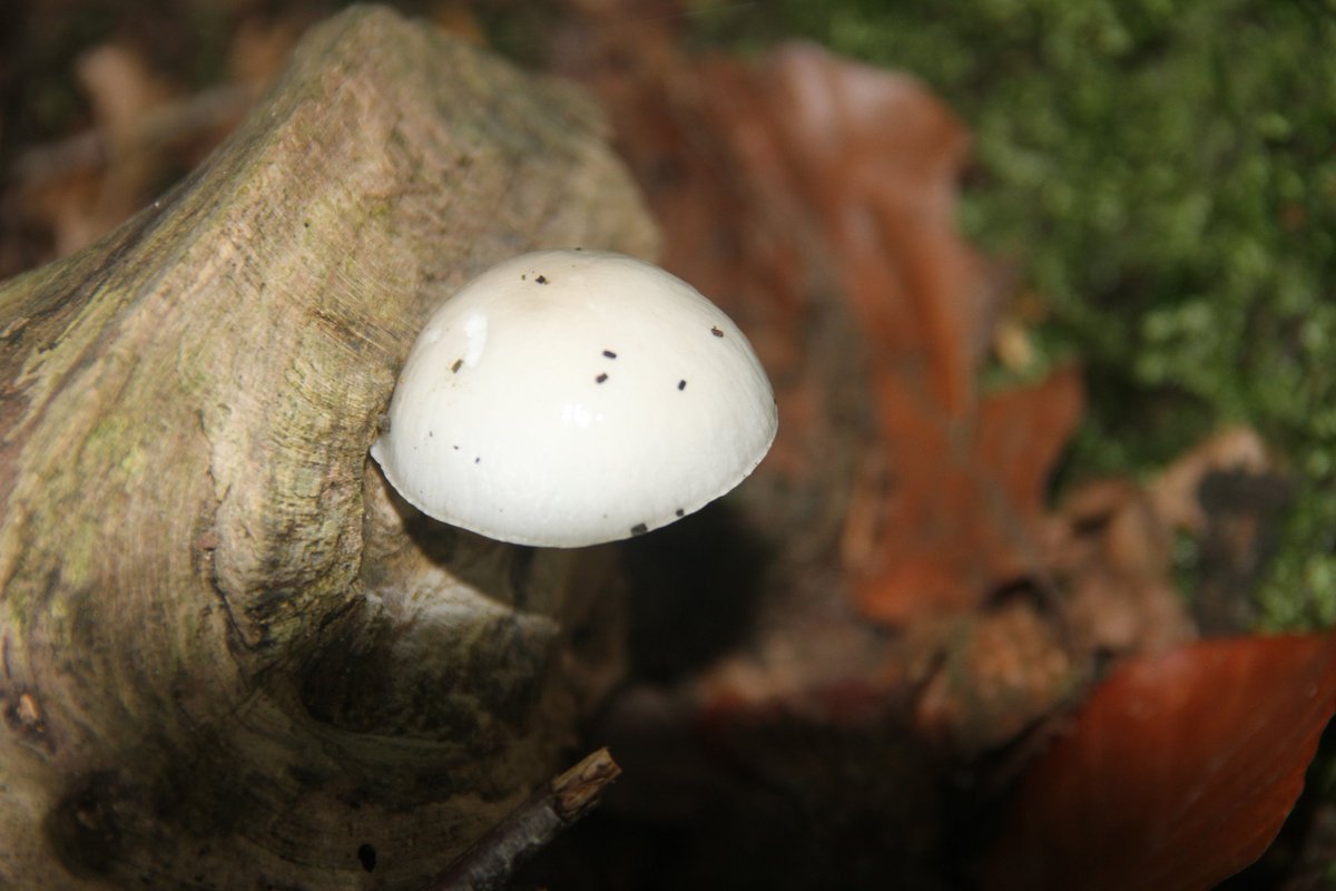 Ondanks dat de conditie toch een tikkie heeft gehad was het een heerlijk herfstwandelingetje van 5.5 km op m'n favoriete landgoed. En wat een paddenstoelen! Morgen ook maar weer even het bos in 😊