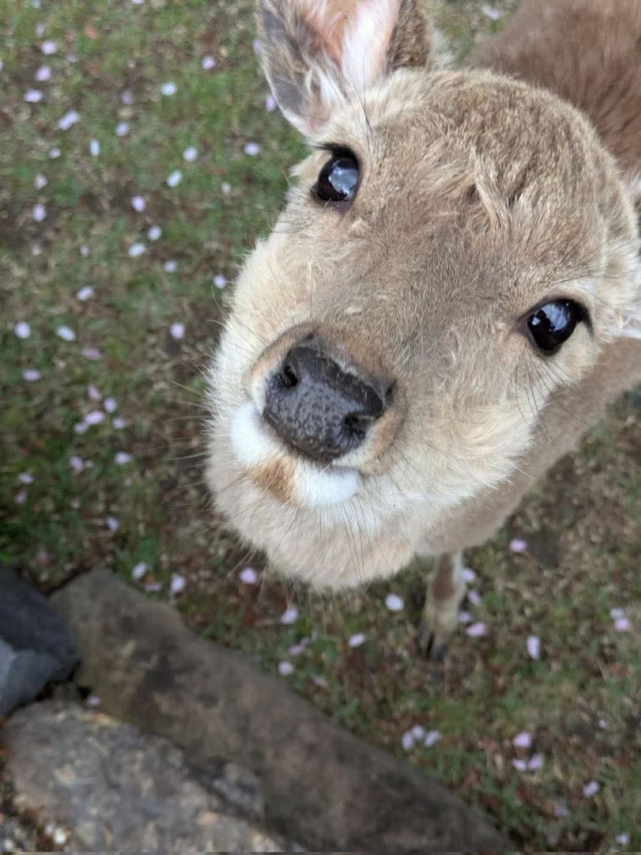 Deerposts (@deerpostss) on Twitter photo 