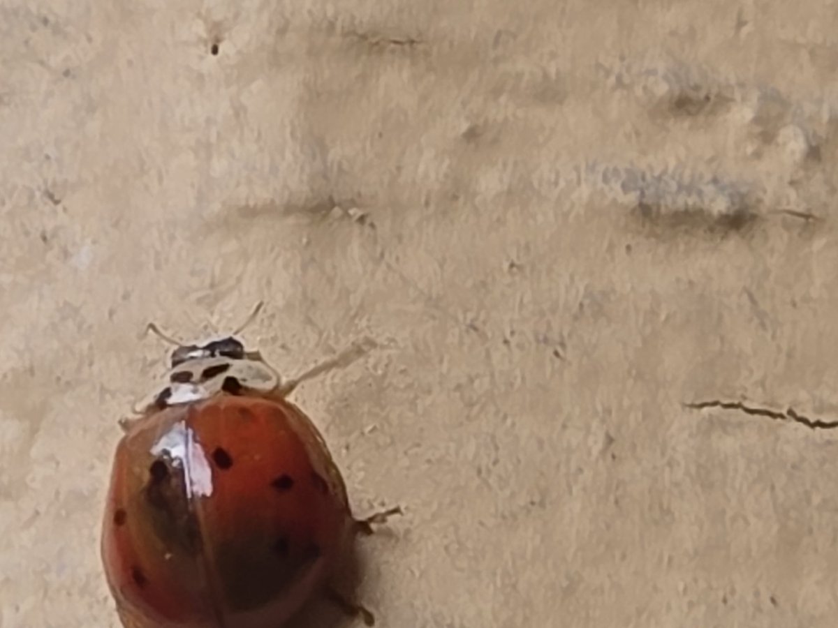 Pretty late in the season for this lady fren bug.  It's cover was red and brown, weirdo...