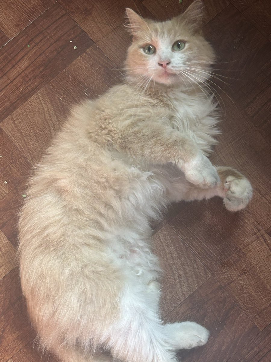 BRNINDVISTATION's tweet image. || until we&apos;re able to change our @ uhmmm our niece brought home a beautiful baby ! we fully believe this is a mainecoon but we&apos;re gonna take donations to get necessities for her! only do so if you can we greatly appreciate it 🙏🏽