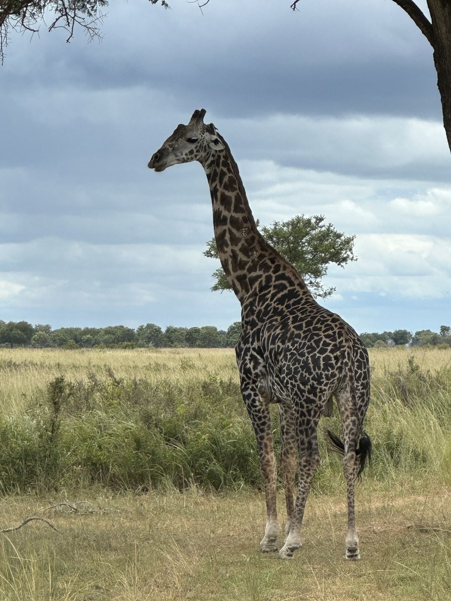 ClaraParisoff's tweet photo. A smile in the wild… some moments stay private, others I can share 🌿🖤
Un sourire au milieu de la nature, et quelques souvenirs que je garde précieusement pour toi.

#safarivibes #wildsmile #quietluxury #claraparis #exclusivecontent https://t.co/MmgAnDpojg
