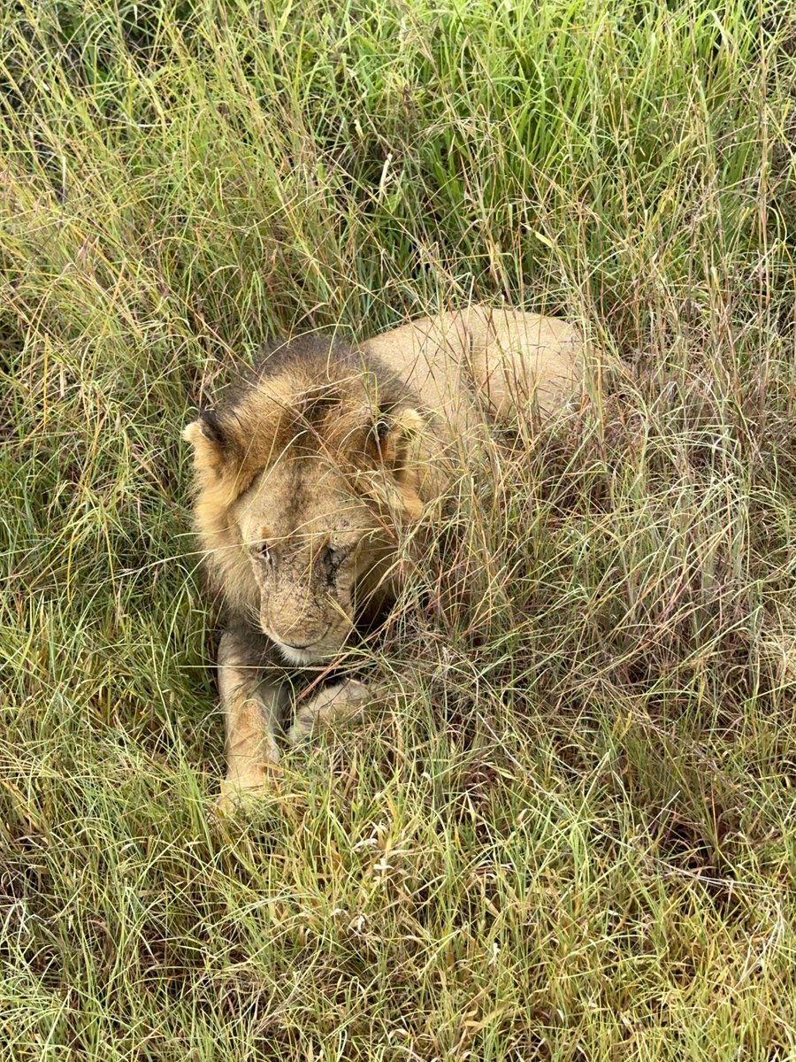 ClaraParisoff's tweet photo. A smile in the wild… some moments stay private, others I can share 🌿🖤
Un sourire au milieu de la nature, et quelques souvenirs que je garde précieusement pour toi.

#safarivibes #wildsmile #quietluxury #claraparis #exclusivecontent https://t.co/MmgAnDpojg