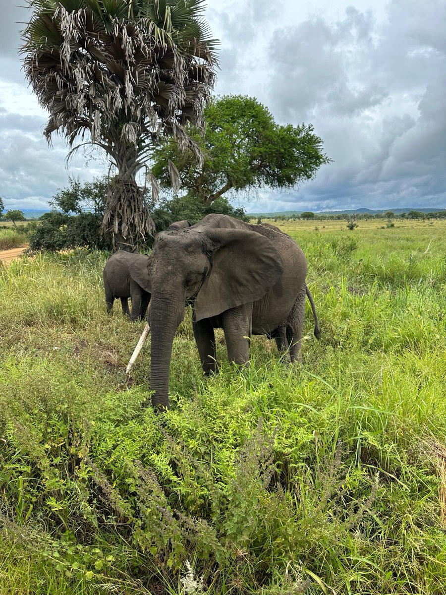 ClaraParisoff's tweet photo. A smile in the wild… some moments stay private, others I can share 🌿🖤
Un sourire au milieu de la nature, et quelques souvenirs que je garde précieusement pour toi.

#safarivibes #wildsmile #quietluxury #claraparis #exclusivecontent https://t.co/MmgAnDpojg