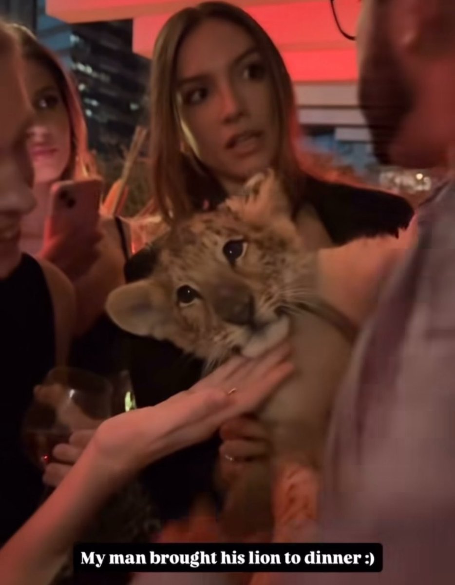 Este cachorro de león debería estar en su hábitat, bajo el cuidado de su madre.

No en una borrachera en Polanco.