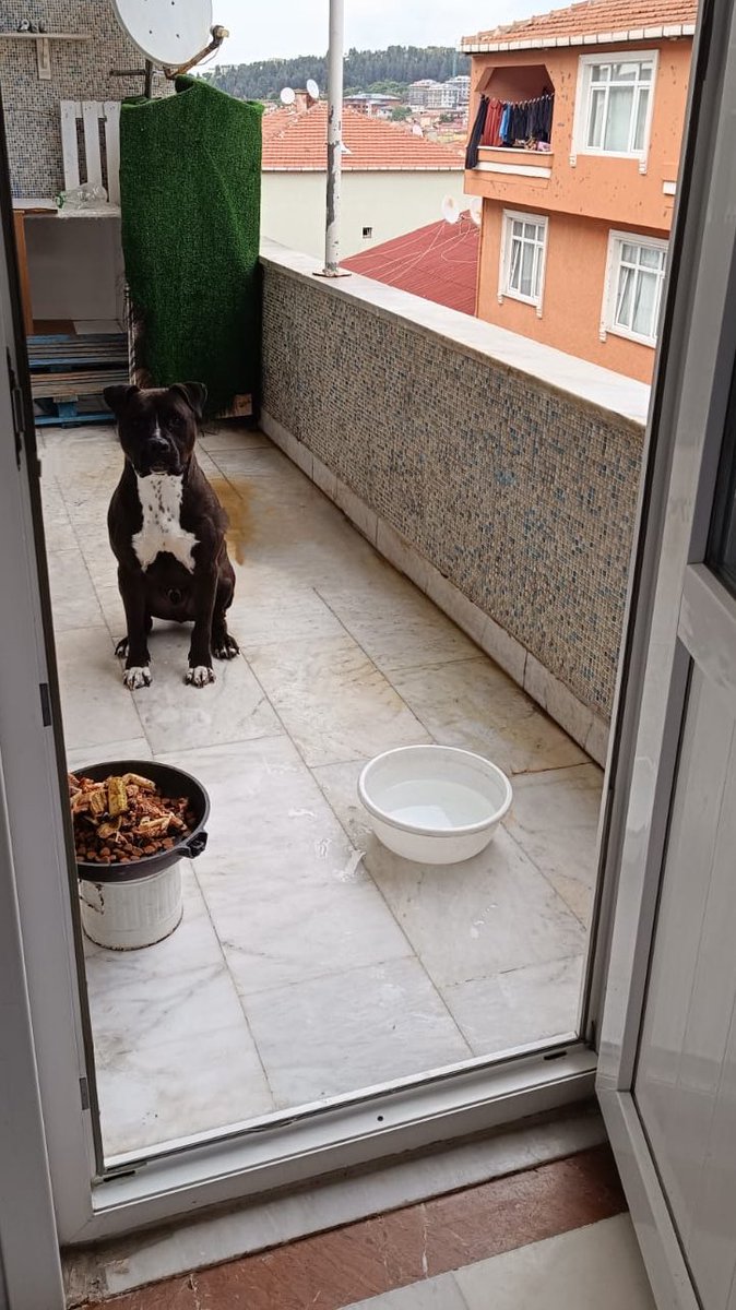 Yaşadığı yer burası. Ömrünün yarısından fazlasını burda geçirmiş. O yüzden bu yıllarını unutturacak ve ona bebek gibi bakacak ailesini arıyoruz. Pabloyu evine layık görmeyenler, bahçede bakarım diyenler yazmasın lütfen İSTANBUL