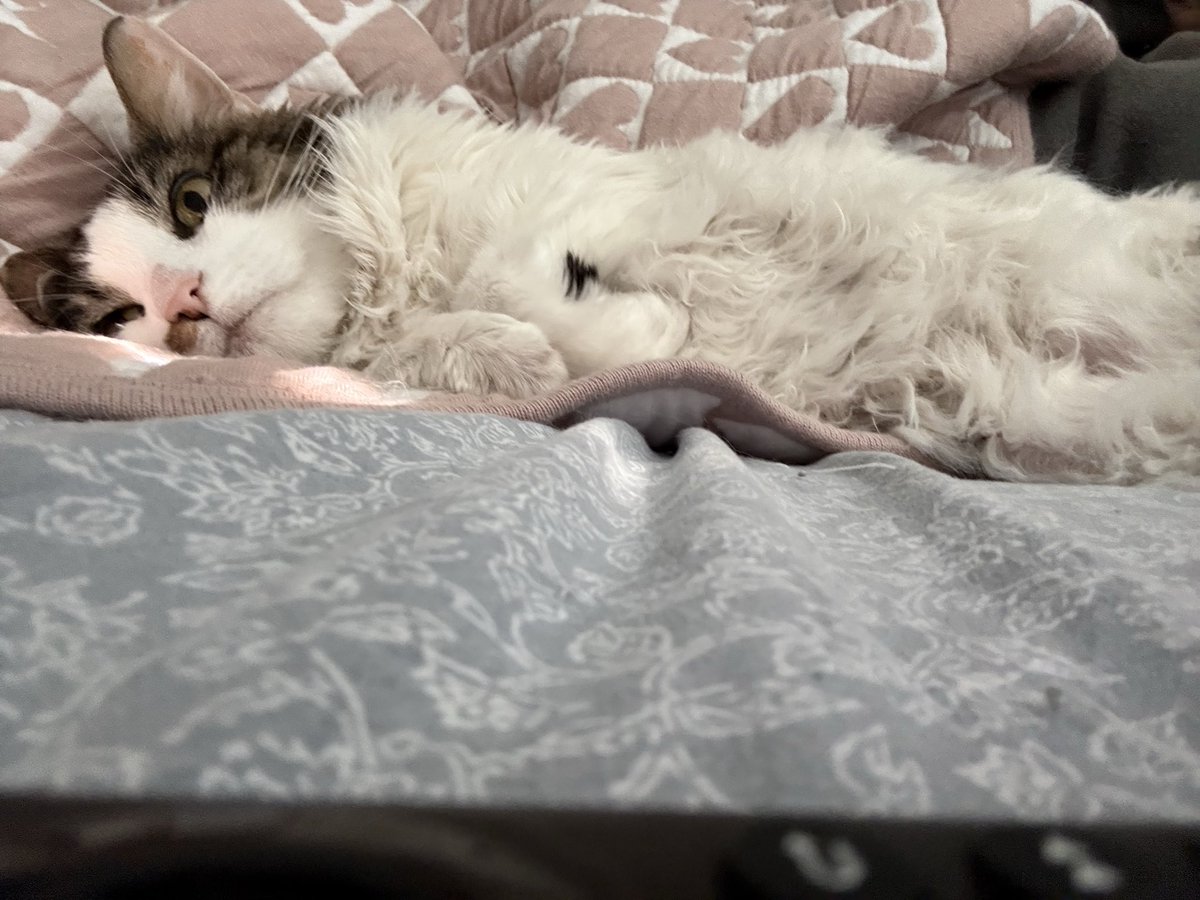 chewberts's tweet image. baby cuddled with me