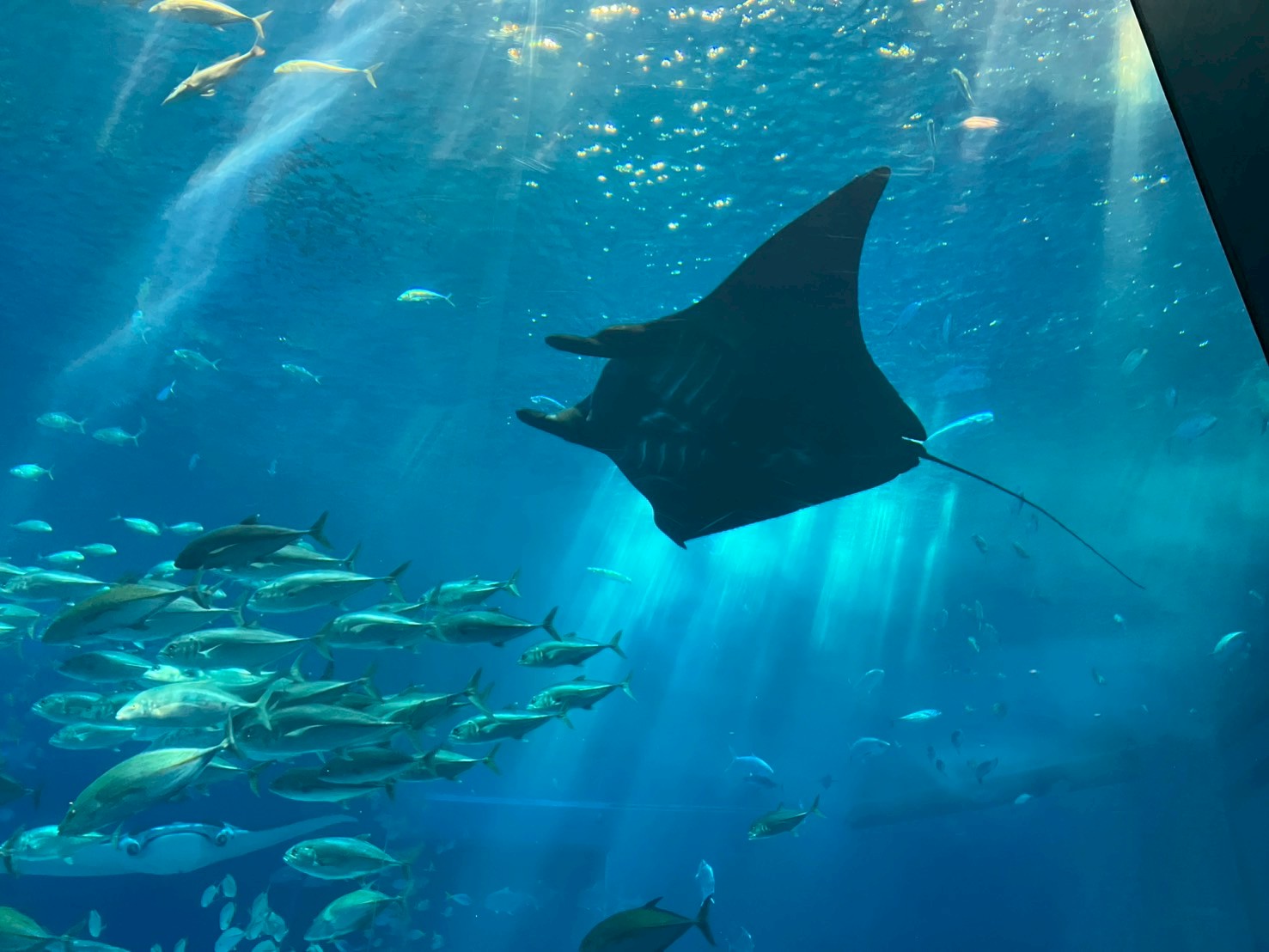 もふふ (@1mofufu) / X