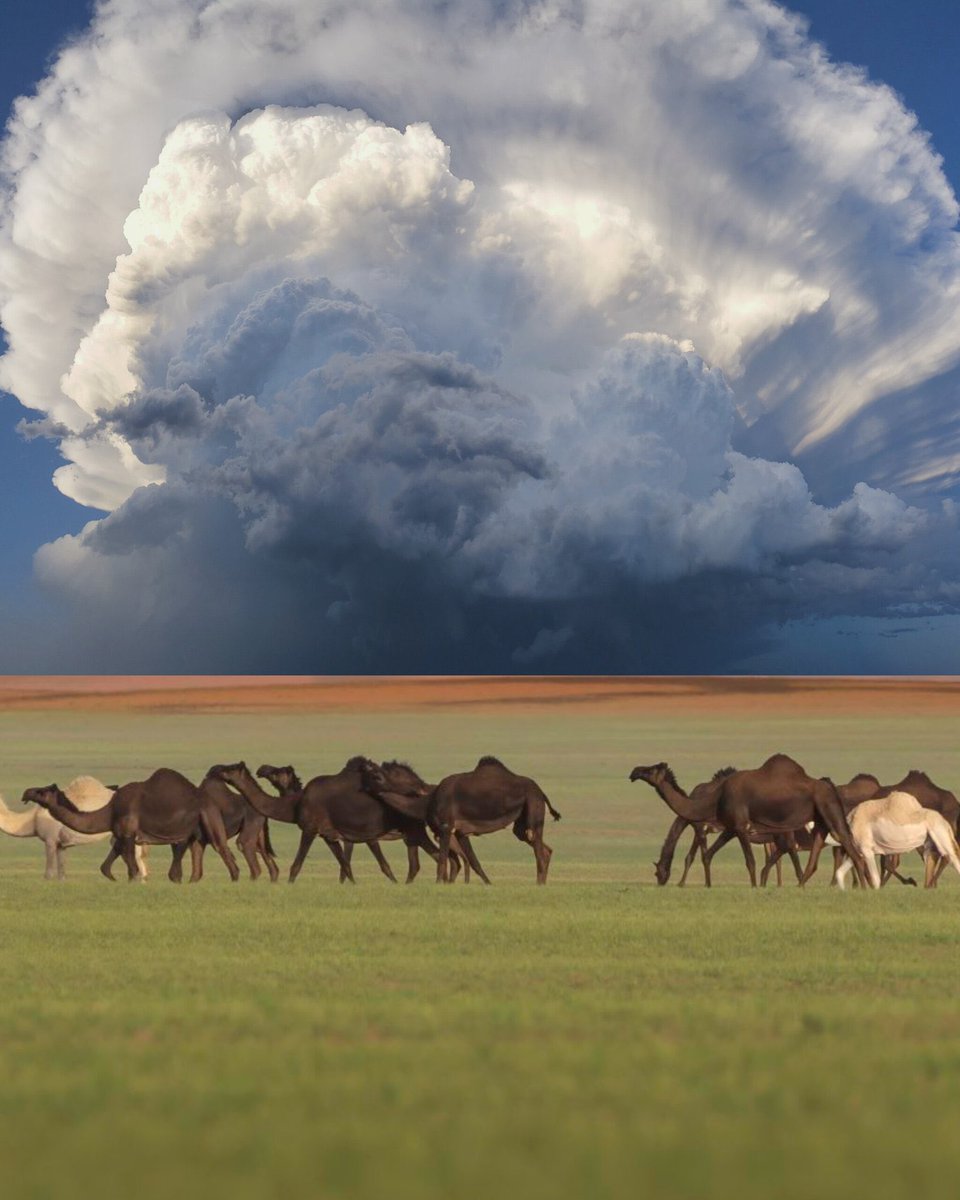 ربيع صحراء "المهمل" شمال شرق بيشة جنوب السعودية 🇸🇦

Springtime in Al-Muhmal Desert, northeast of Bisha, southern Saudi Arabia
