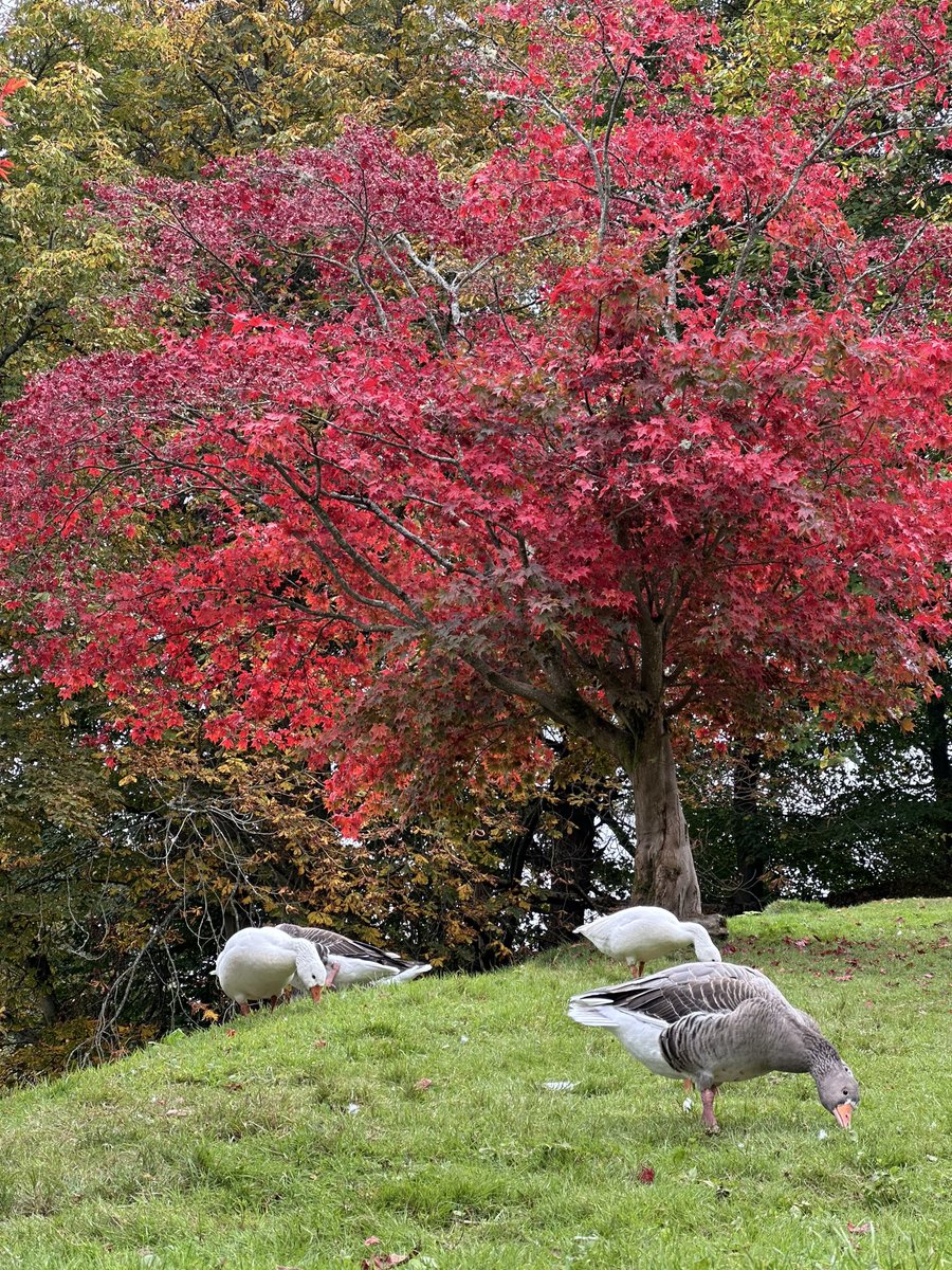 Carol Thomas tweet media