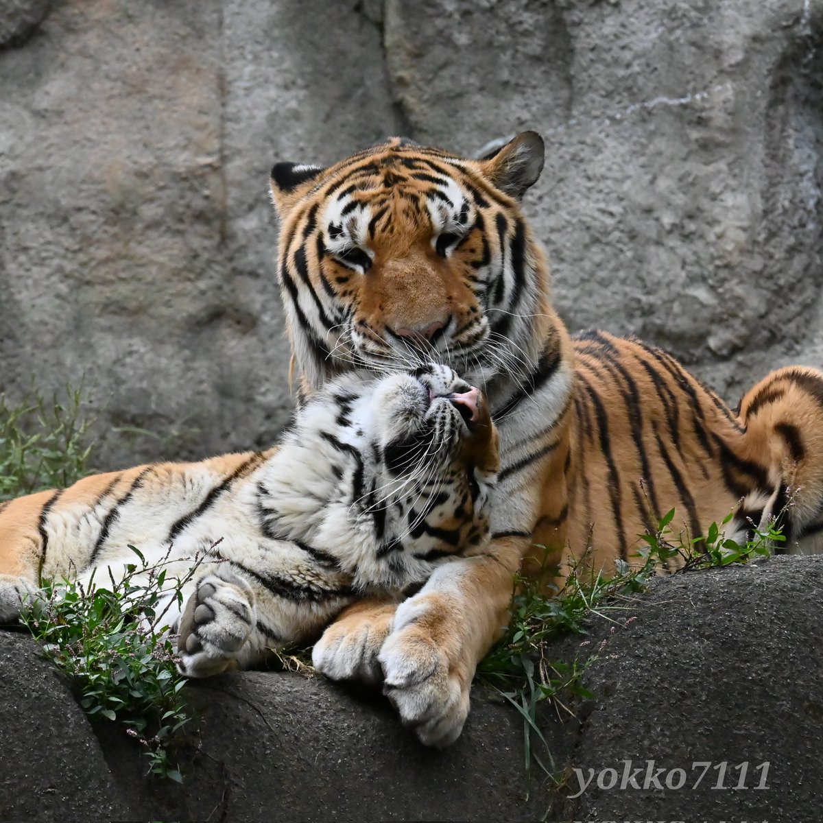 yokko7111's tweet image. ローラさん、幸せすぎ🍀🩷

#アムールトラ #ソーン #ローラ #浜松市動物園