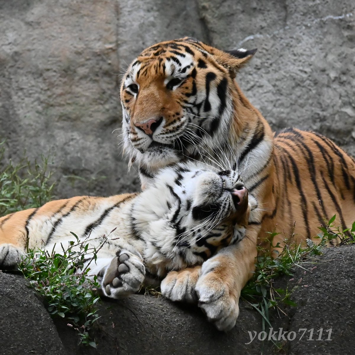 yokko7111's tweet image. ローラさん、幸せすぎ🍀🩷

#アムールトラ #ソーン #ローラ #浜松市動物園