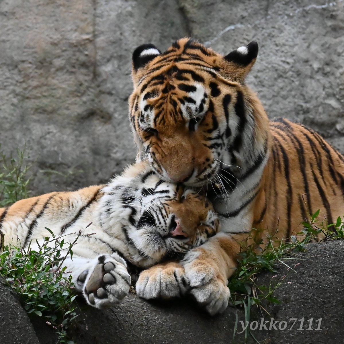 yokko7111's tweet image. ローラさん、幸せすぎ🍀🩷

#アムールトラ #ソーン #ローラ #浜松市動物園