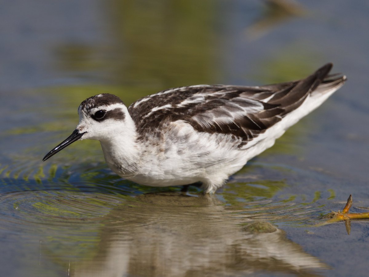 Mike_chen2_birds tweet media