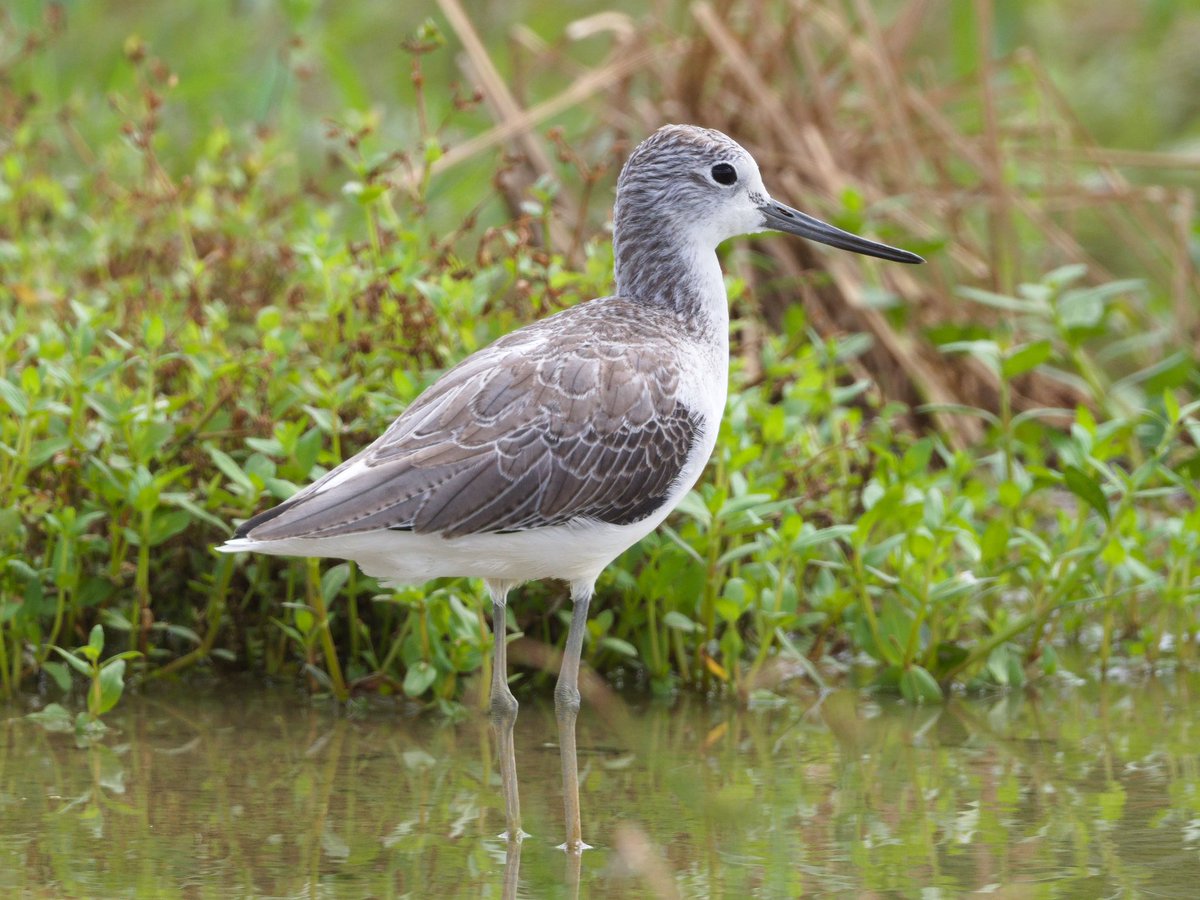 Mike_chen2_birds tweet media