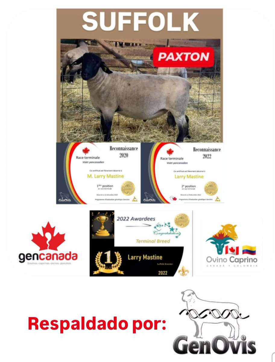 𝐒𝐄𝐌𝐄𝐍 𝐂𝐎𝐍𝐆𝐄𝐋𝐀𝐃𝐎 

Los parámetros genéticos
de PAXTON como raza terminal cárnica, son impresionantes!

✔️Indice de la canal de 99%
✔️Clasificado como EX93
✔️40 mm de profundidad de lomo
✔️Genotipo con resistencia a Tembladera (SCRAPIE) RR

👉 Respaldado por GenOvis