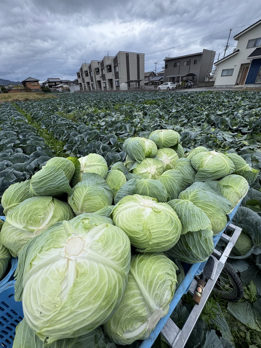 aatomoyaaa's tweet image. 親父ー！見てるかーー！！！

約6年前に
『お前に農家なんてできる訳ないやろ
なにも無いのに』って言ってたけど
もうすぐ丸6年経つぞぉ！！！

何回も寝れない日もあったり、
投げ出したくなったけど...

俺！なんとか農家で飯食ってるぞ！！