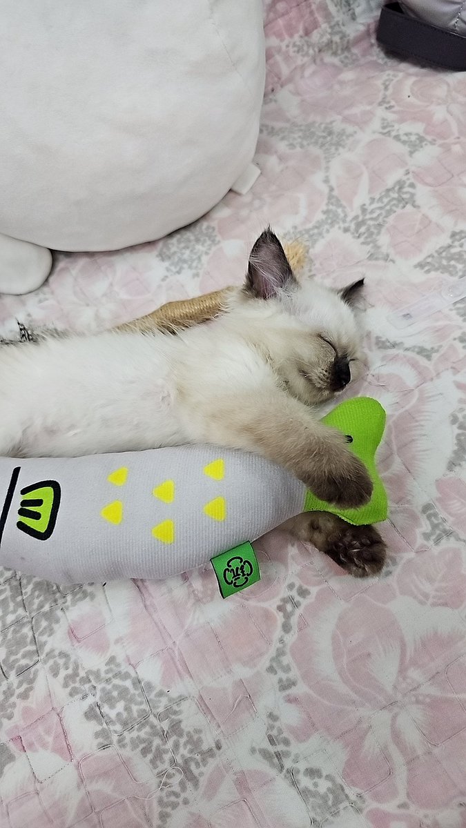 Jirap_tu's tweet image. เจ้าจิ๋วของแม่ อยู่ด้วยกันมาครบ 1 สัปดาห์แล้ว ไม่งอแง ขี้อ้อนกินนอนก็ง่าย เล่นก็เต็มที่ หลงรักเลย