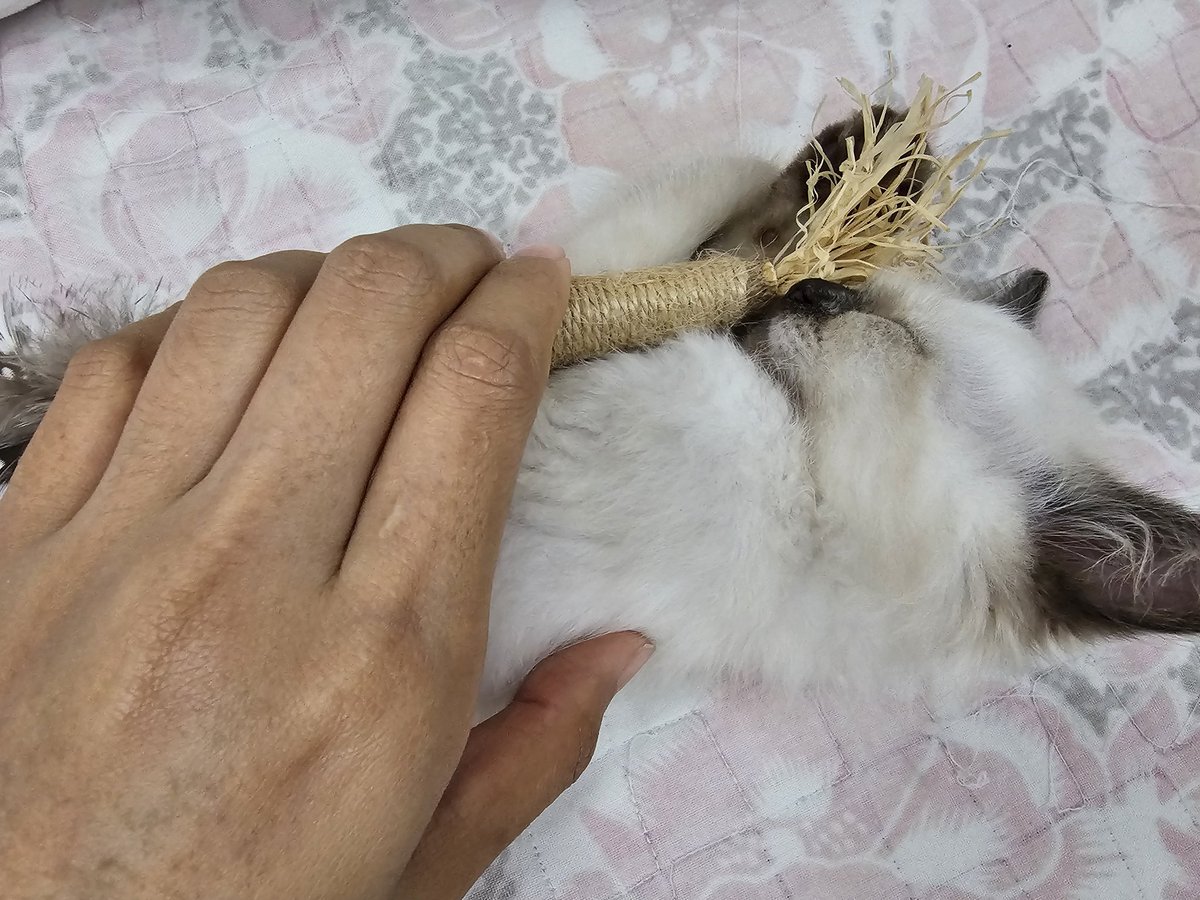 Jirap_tu's tweet image. เจ้าจิ๋วของแม่ อยู่ด้วยกันมาครบ 1 สัปดาห์แล้ว ไม่งอแง ขี้อ้อนกินนอนก็ง่าย เล่นก็เต็มที่ หลงรักเลย