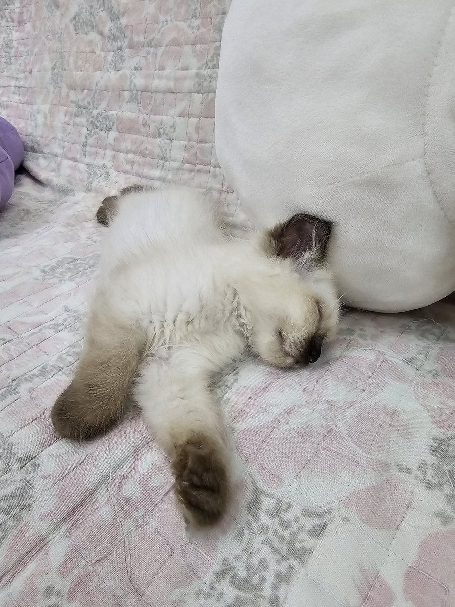 Jirap_tu's tweet image. เจ้าจิ๋วของแม่ อยู่ด้วยกันมาครบ 1 สัปดาห์แล้ว ไม่งอแง ขี้อ้อนกินนอนก็ง่าย เล่นก็เต็มที่ หลงรักเลย