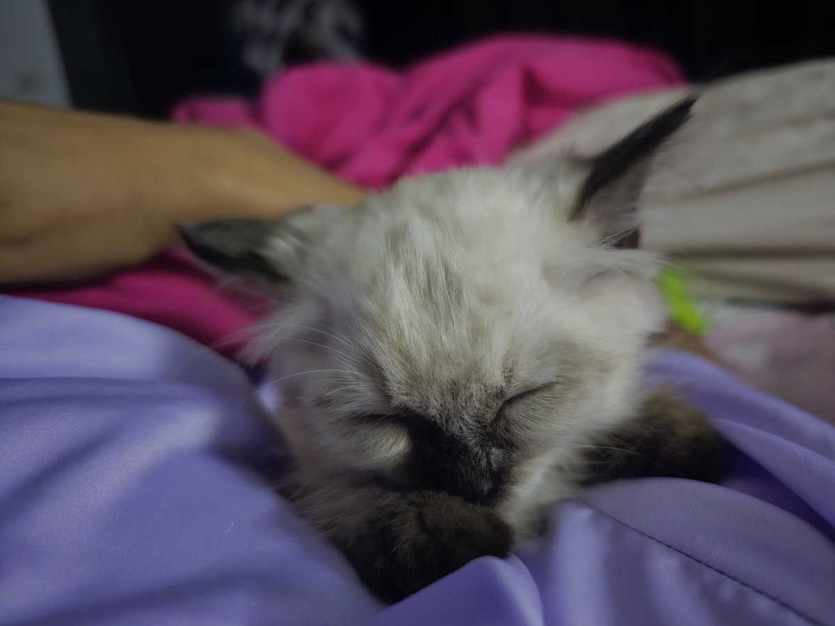 Jirap_tu's tweet image. ก่อนนอนต้องมาซบแม่ก่อน แล้วก็นอนหลับไปบนไหล่แบบนี้ทุกคืน
ลูกสาวแม่