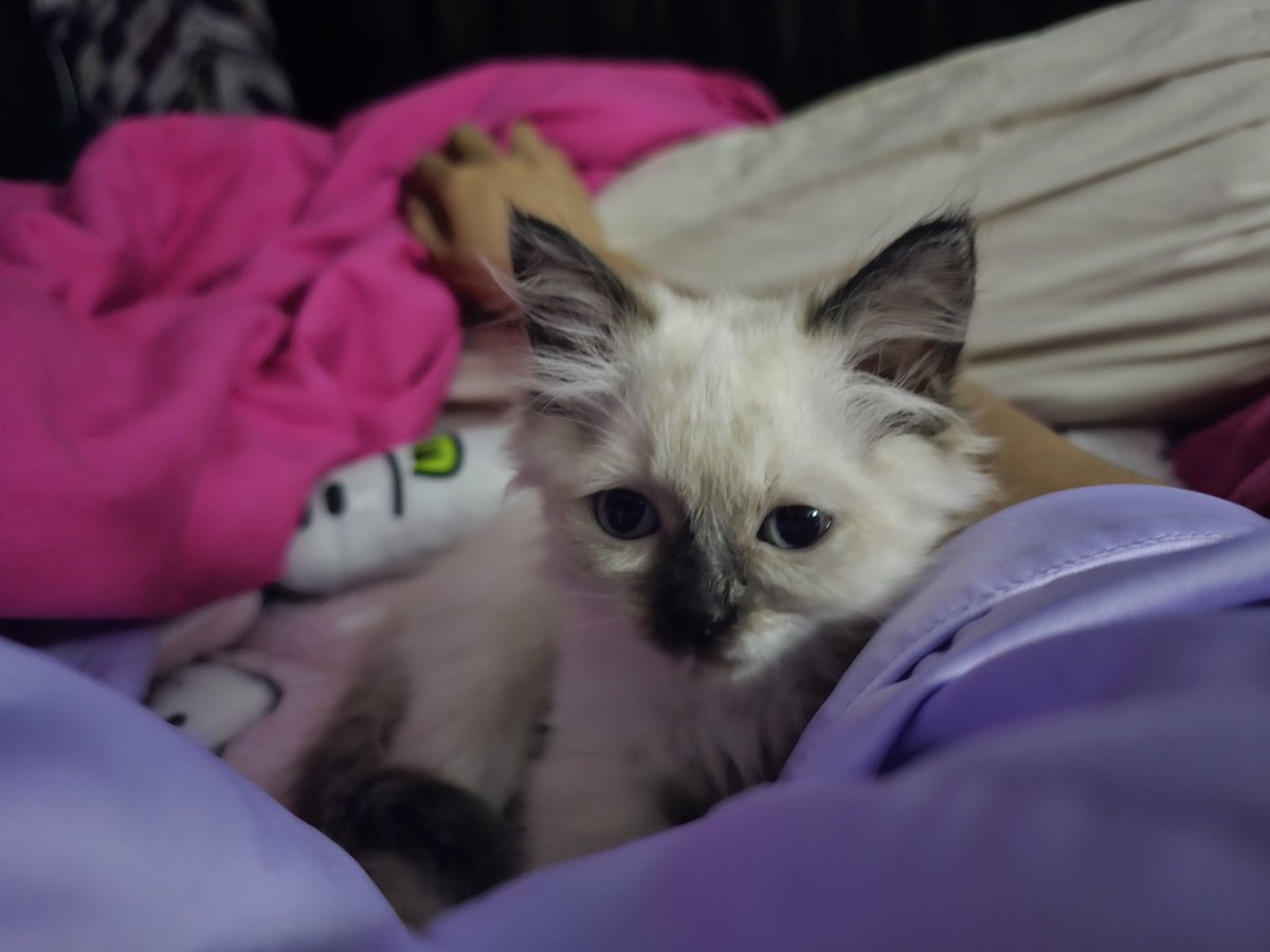 Jirap_tu's tweet image. ก่อนนอนต้องมาซบแม่ก่อน แล้วก็นอนหลับไปบนไหล่แบบนี้ทุกคืน
ลูกสาวแม่