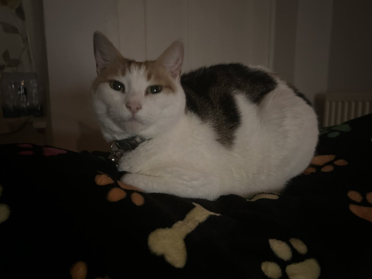 I finally decided to use the blanket mother left on the back of the sofa for me 🐱 #Blanket #Comfortable #CatsOfTwitter #CatsOfX #CalicoCrew #Calico #Cat #Cute