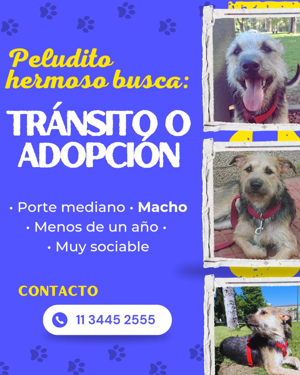 Basfita's tweet photo. Por favor compartir para encontrarle tránsito. Es urgente! @debora_dora @JungParkAR @plexocoroideo https://t.co/23HRGmyrrr