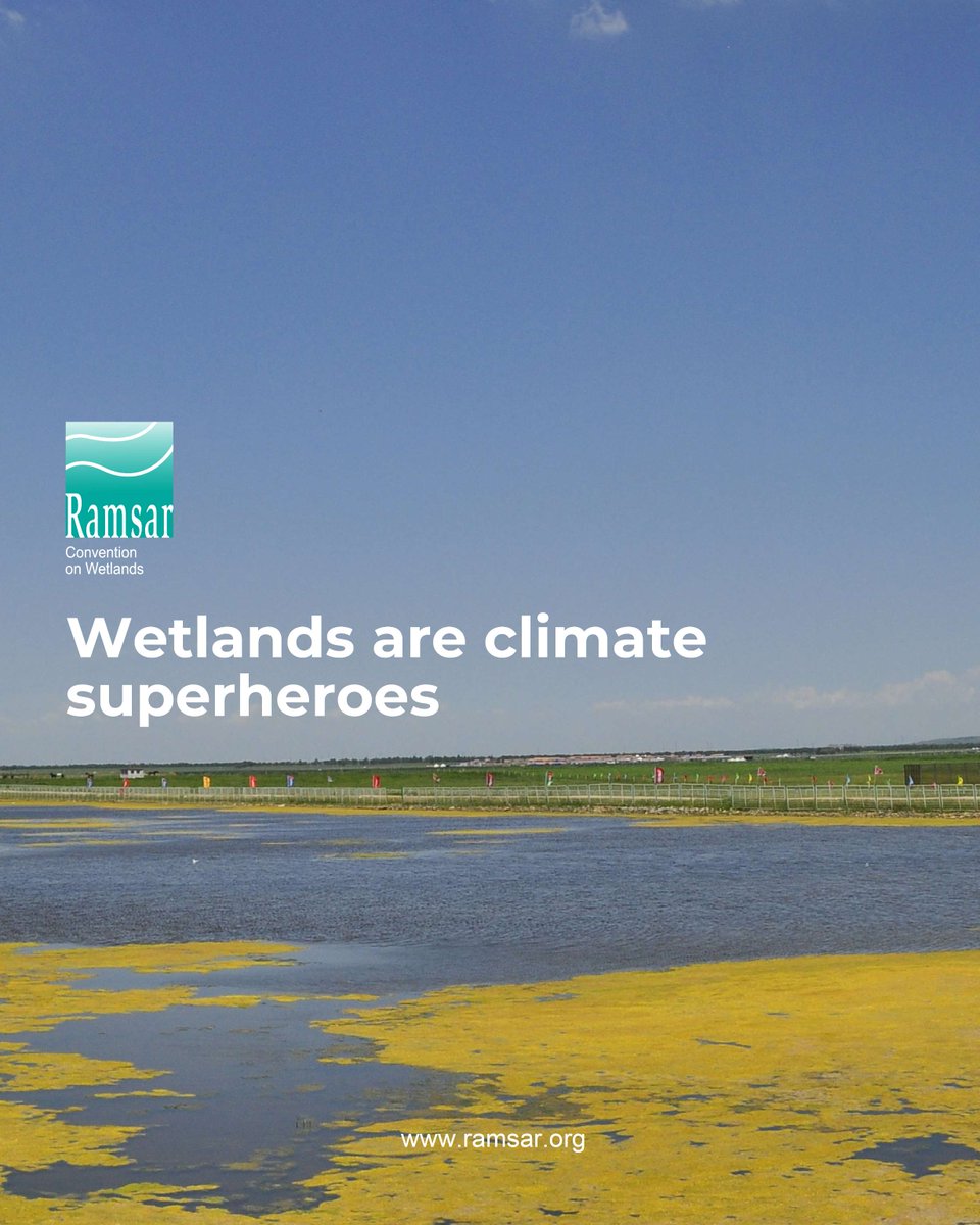 RamsarConv's tweet image. 🏞️ Wetlands are on the frontlines of the climate crisis. They are essential parts of the carbon cycle and are crucial to mitigating climate change.
🌿 Peatlands, though only covering about 3% of our planet's land, store approximately twice the amount of carbon of all the…