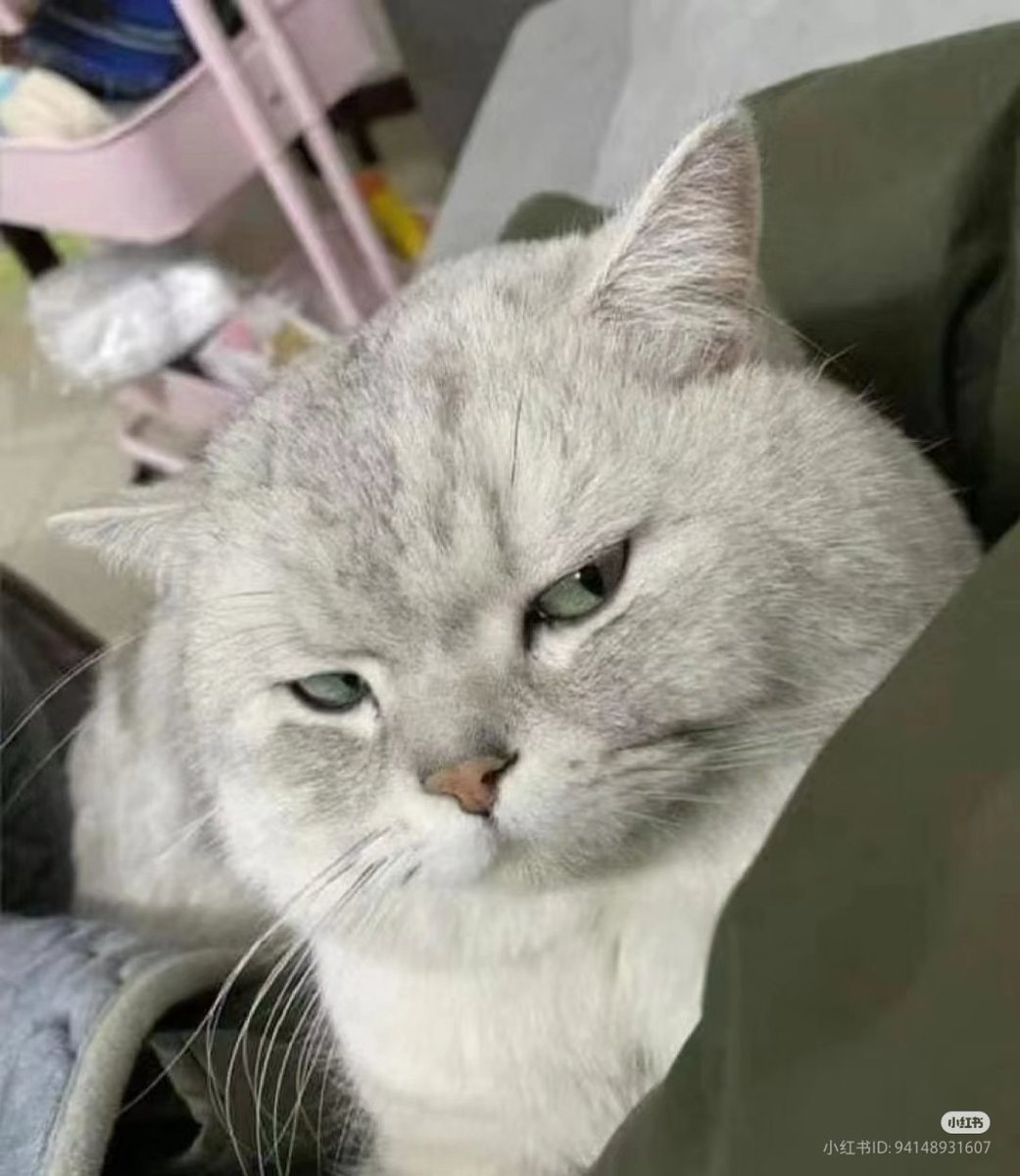 nocontextscats's tweet image. Bombastic side eye