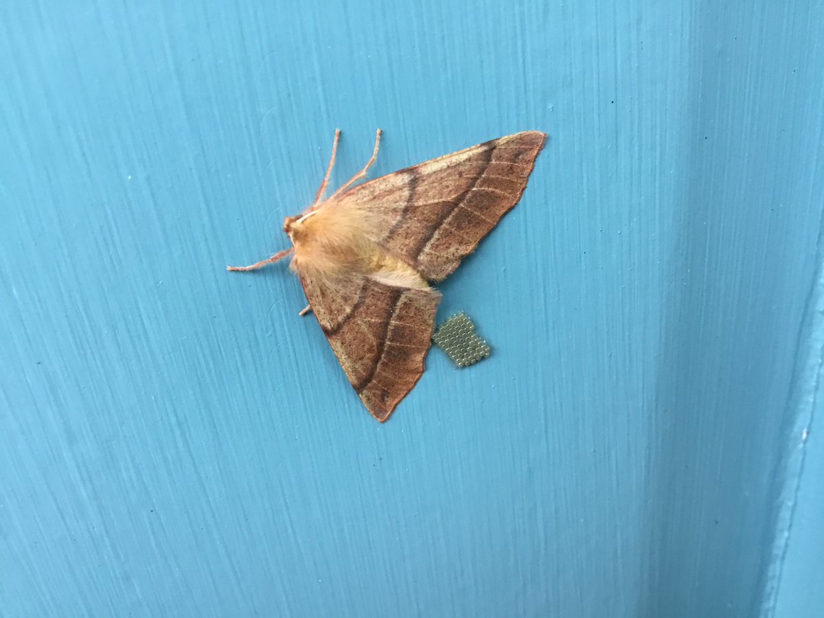 socrates2sox's tweet photo. Does anyone know what kind of moth this is, that has laid eggs on my front door?! Should I try to move the eggs to the right kind of vegetation? What would that be?  @savebutterflies @BC_Cumbria @cumbriawildlife https://t.co/VG4zNQuwPH