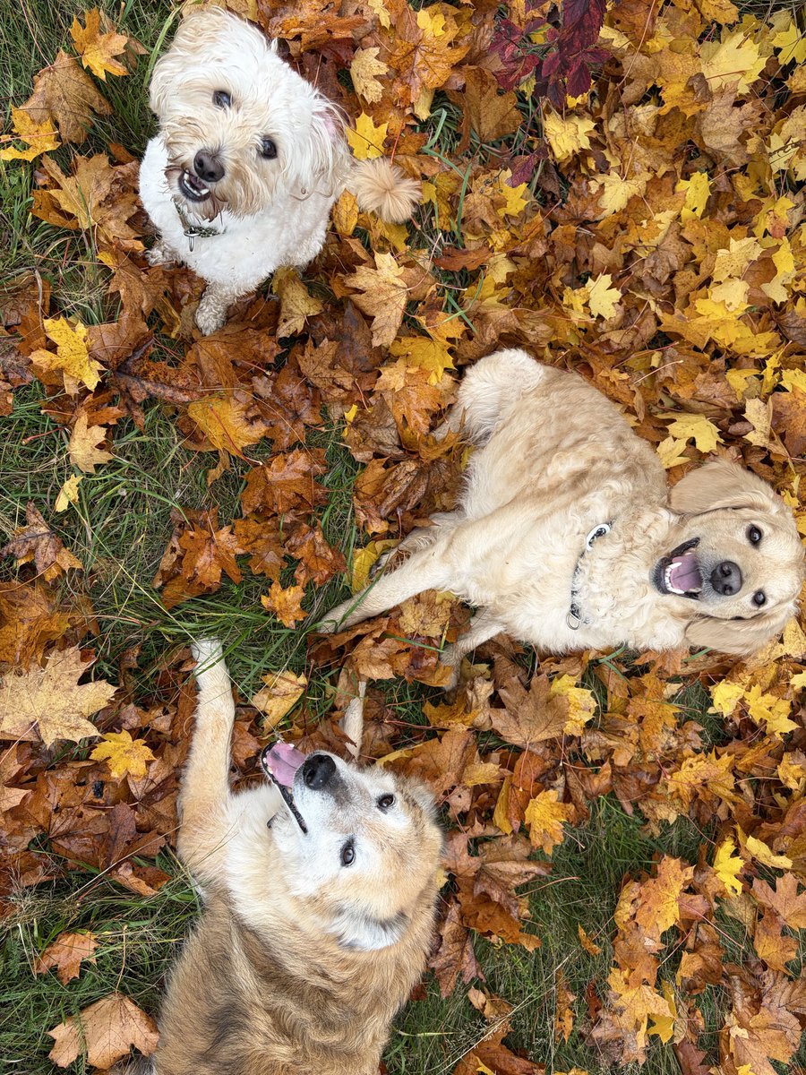 Herbstliebe 🍁🦮🐩🐕