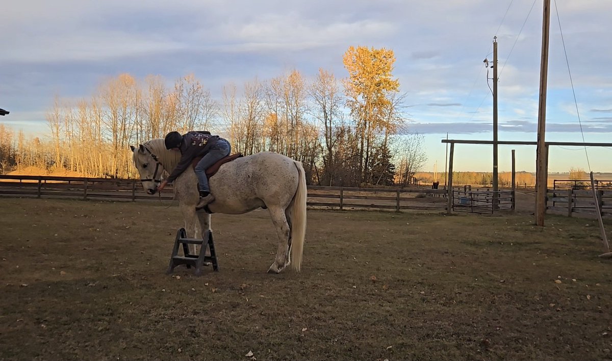 emequsss's tweet photo. Geo was finally willing to take a treat from my hand from on his back 🙌 (me leaning that far down made him really worried) https://t.co/ksyiwwUKmF