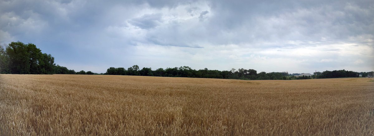 rhmoreland's tweet image. Waking up to the golden fields behind my grandpa’s house in Fort Madison, Iowa! 🍂 Most cousins headed out, so it’s a chill Saturday with: 

☕ A coffee run to kick things off 
🎃 Pumpkin patch vibes with my local cousins 
🍔 A giant tenderloin sandwich from Fat Annie’s (it’s as