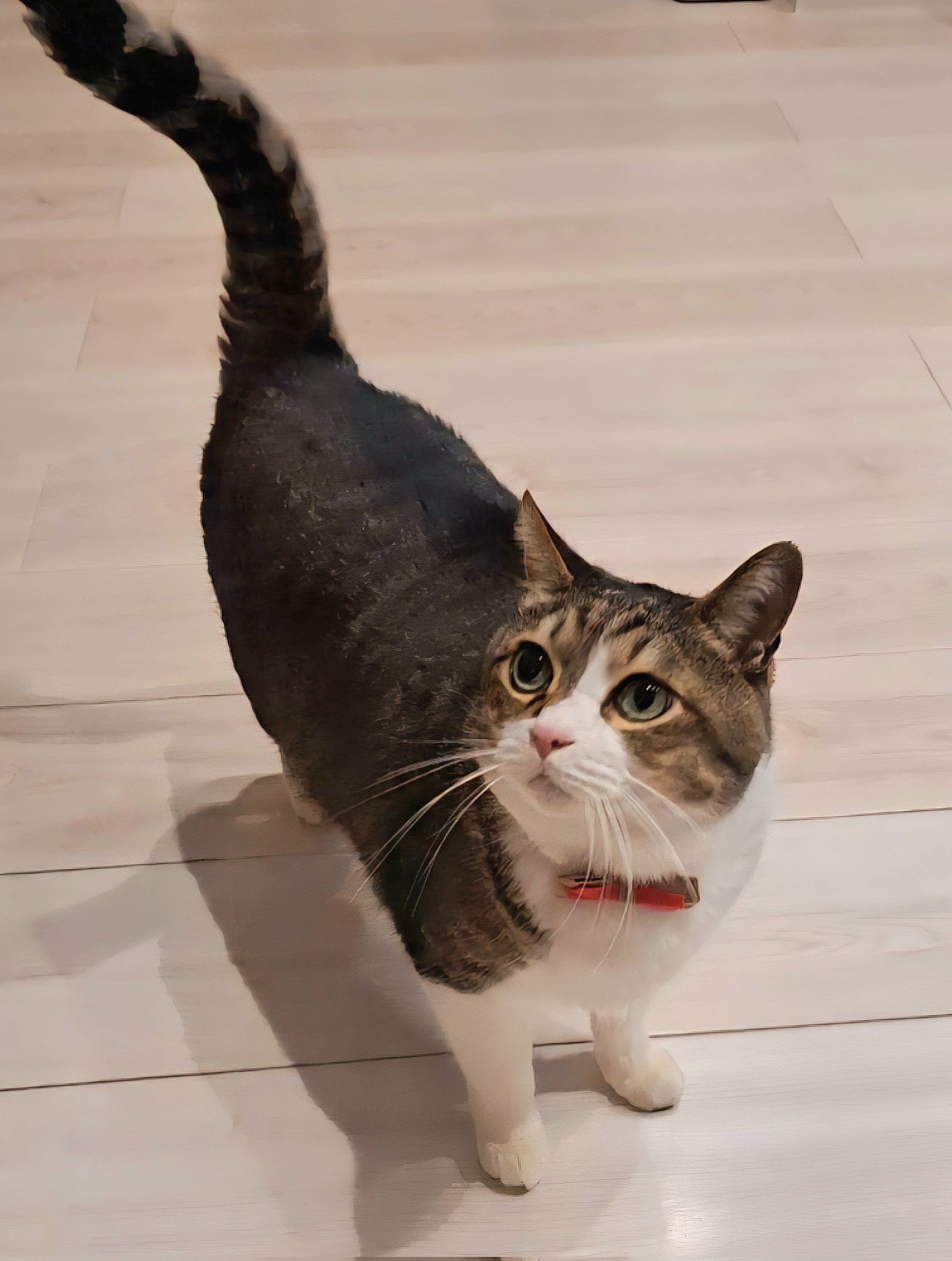 雨の日のねこ様♡ありがとうございます♡ お姫様猫、叱られて謝罪の意を表明する The princess cat 'Mona