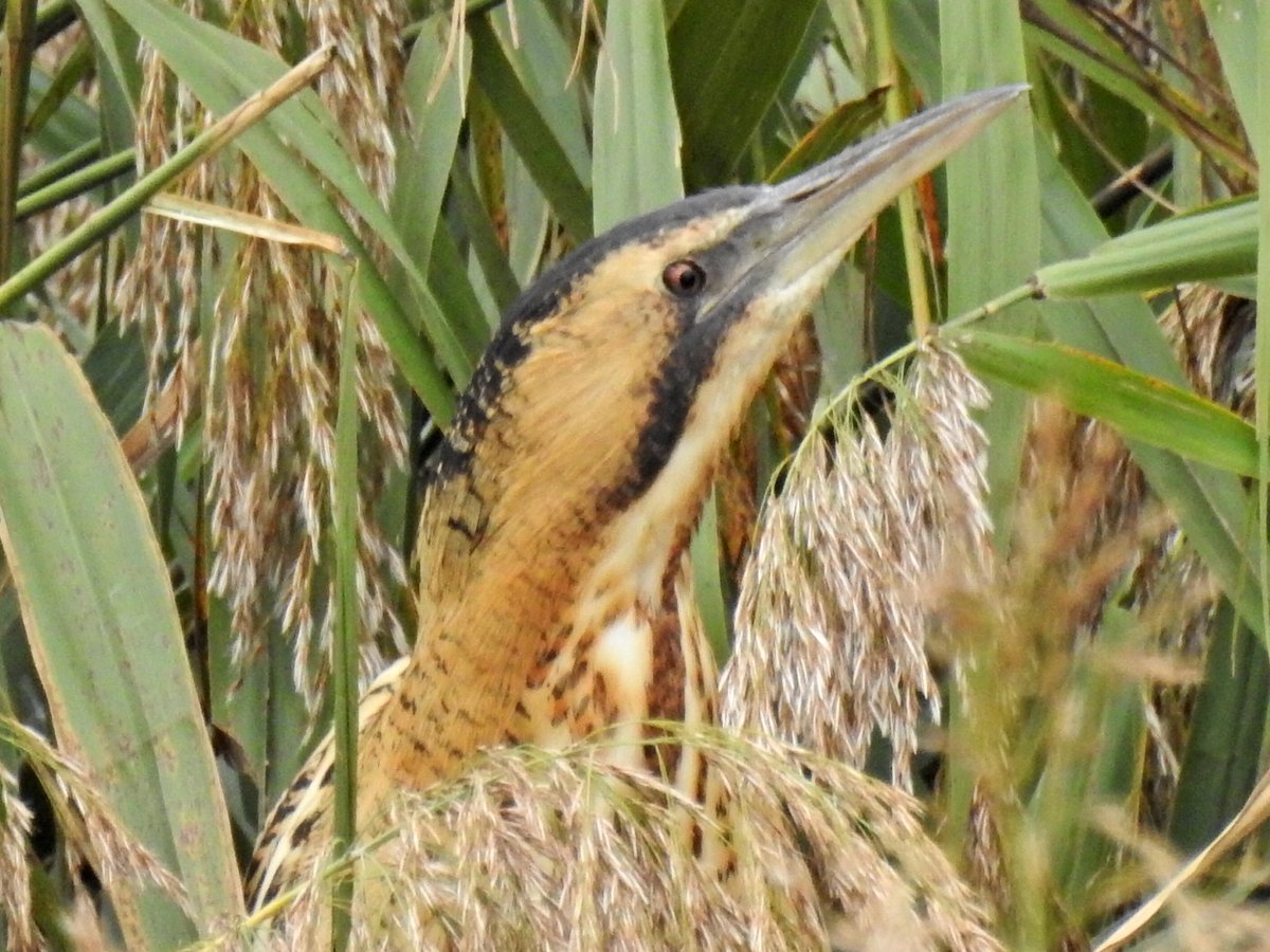 Peter Coslett. tweet media