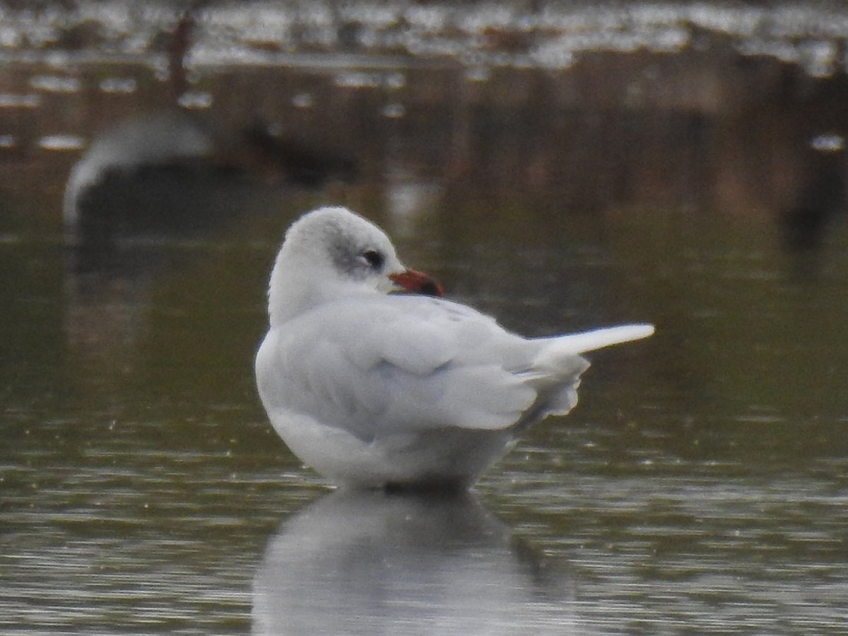 Peter Coslett. tweet media