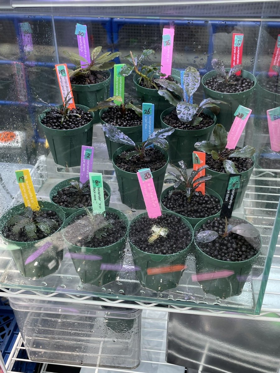 kyo-@N-stamp (@kyo41075953747) / Posts / X