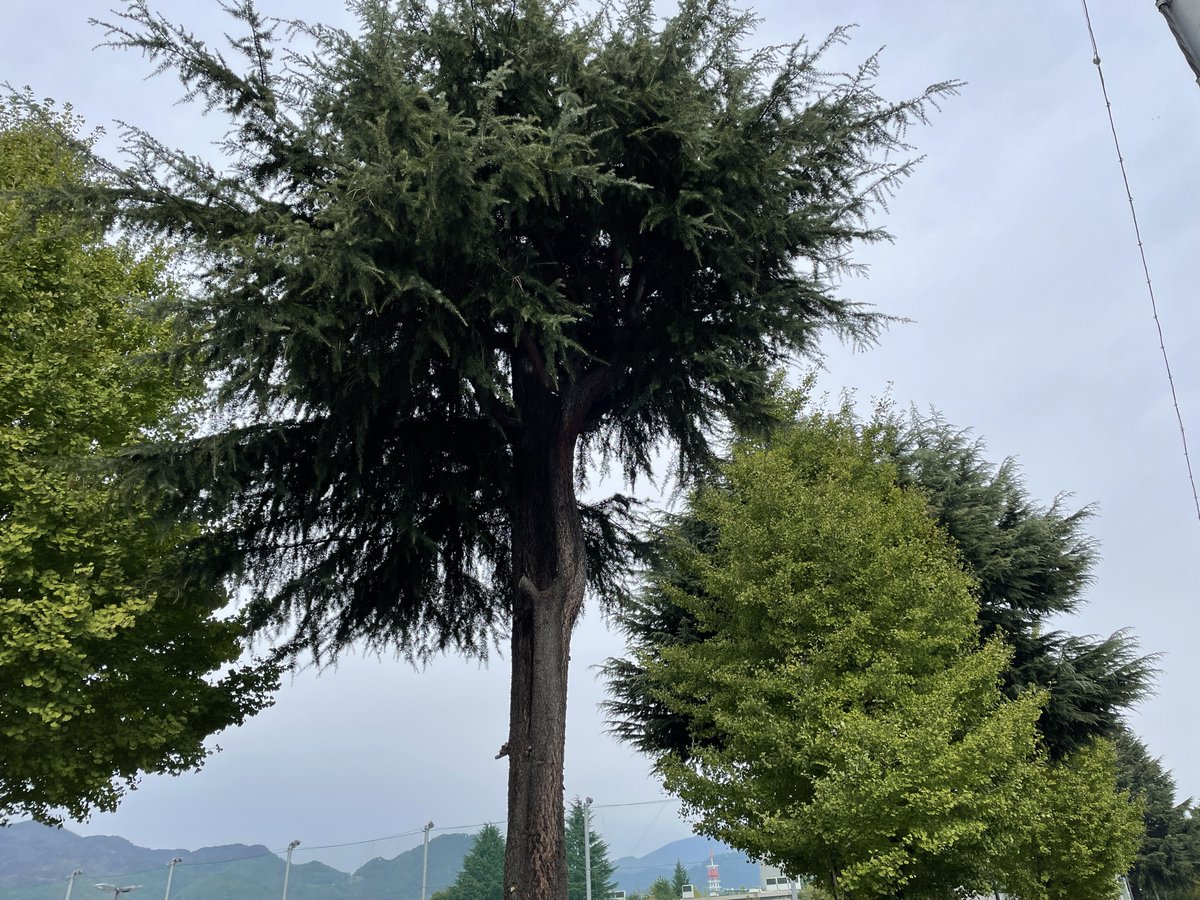 この地は冬になるととても寒く冷える。

そんな中でも緑色を保つ木々に心が救われる。

辺りが空から降る白い水により銀世界に沈む時にも。

変わらず暖かな色を灯すのだ。

それは神様からの人々へのプレゼント。

また春の水を見る事を目指せるようにね。

#イマソラ 
#キリトリセカイ 
#龍の棲む空
