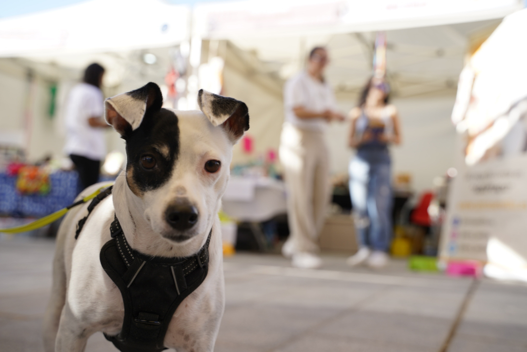 MairenaAljarafe's tweet photo. 🐾 La primera Feria de Adopción Animal en Mairena está siendo un éxito de solidaridad y buen ambiente.
🤗 Muchas familias se han sumado al reto de acoger y cambiar vidas.
🌸 Un día especial en el que comunidad y asociaciones han compartido compromiso.
#Mairenismo https://t.co/lNMX5ec3Og