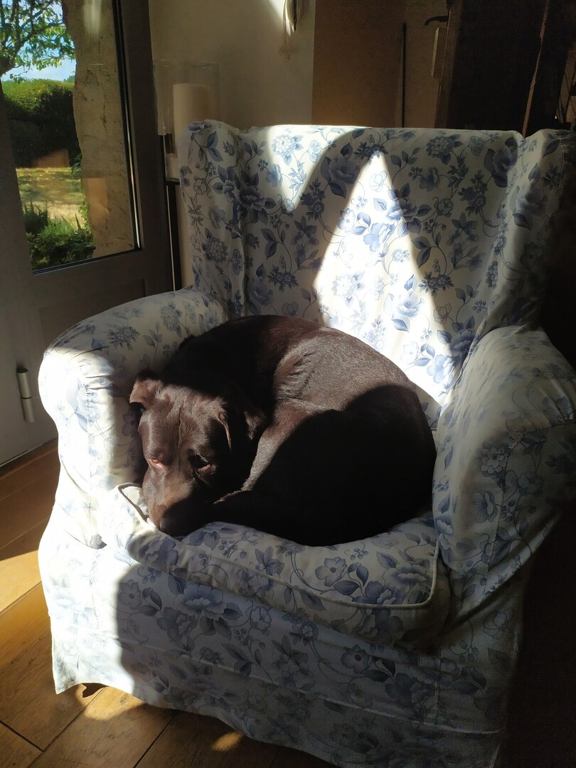 🟠 🐶 Chien perdu le 17/10/2025 à Fégréac (44460).
Race : Labrador / Âge : 5 an(s)
KOUKY / Mâle / Identifié(e) : Oui

☎️ 0616346134
📧  cedricconan@orange.fr

#VigiPets #chienperdu #chientrouve #chien #perdu #trouve