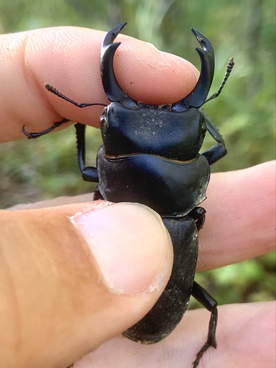 weaponshouwa's tweet image. 枝をかじっていた時には大きく見えたものの、53㎜を切るサイズだったヒメオオクワガタ。
10月中旬の宮城県としてはまずまずか…。