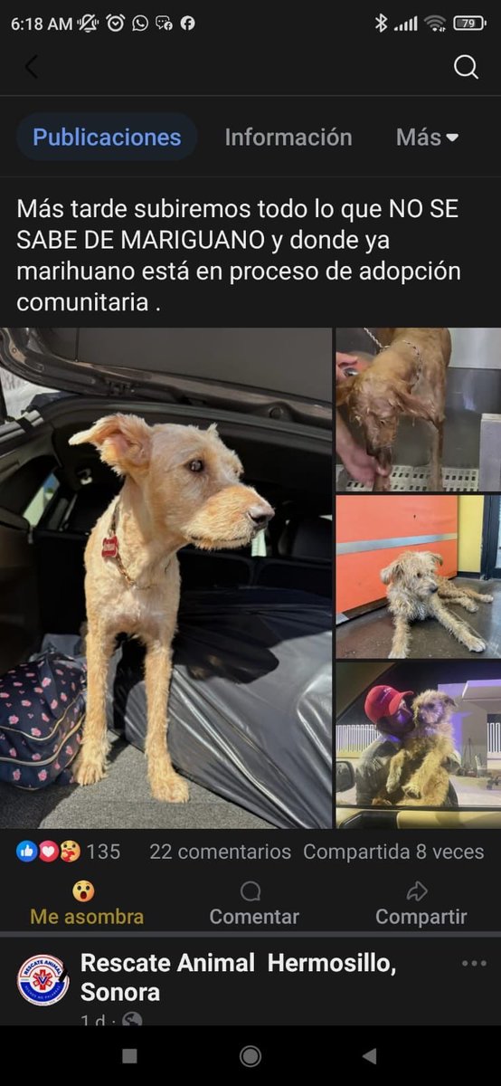 gllgina1's tweet photo. Ayer me aseguro el director el Instituto de bienestar animal en #hermosillo #sonora que el perrito iba a ser adoptado por una Sra .. pues resulta que me engañaron sera perrito comunitario!!! En pocas palabras se lo regresan al sr con ADICCIONES.. entonces tendremos que ir a la fiscalia a poner denuncia @PalafoxDavid ? Me engañaste .. @tonoastiazaran porque romantizan el maltrato??  Es increíble que supuestamente “defienden” a los animales y sea puro engaño.. “adopción comunitaria” ?? @AlfonsoDurazo 3 años tratando de sacarlo de las calle y el maltrato al perrito y NO NOS DEJAN .. @MorenaMia25 bien dijiste que fuéramos a la fiscalía .. @elmitoteromx @nydiacervera @DaliaMRocha