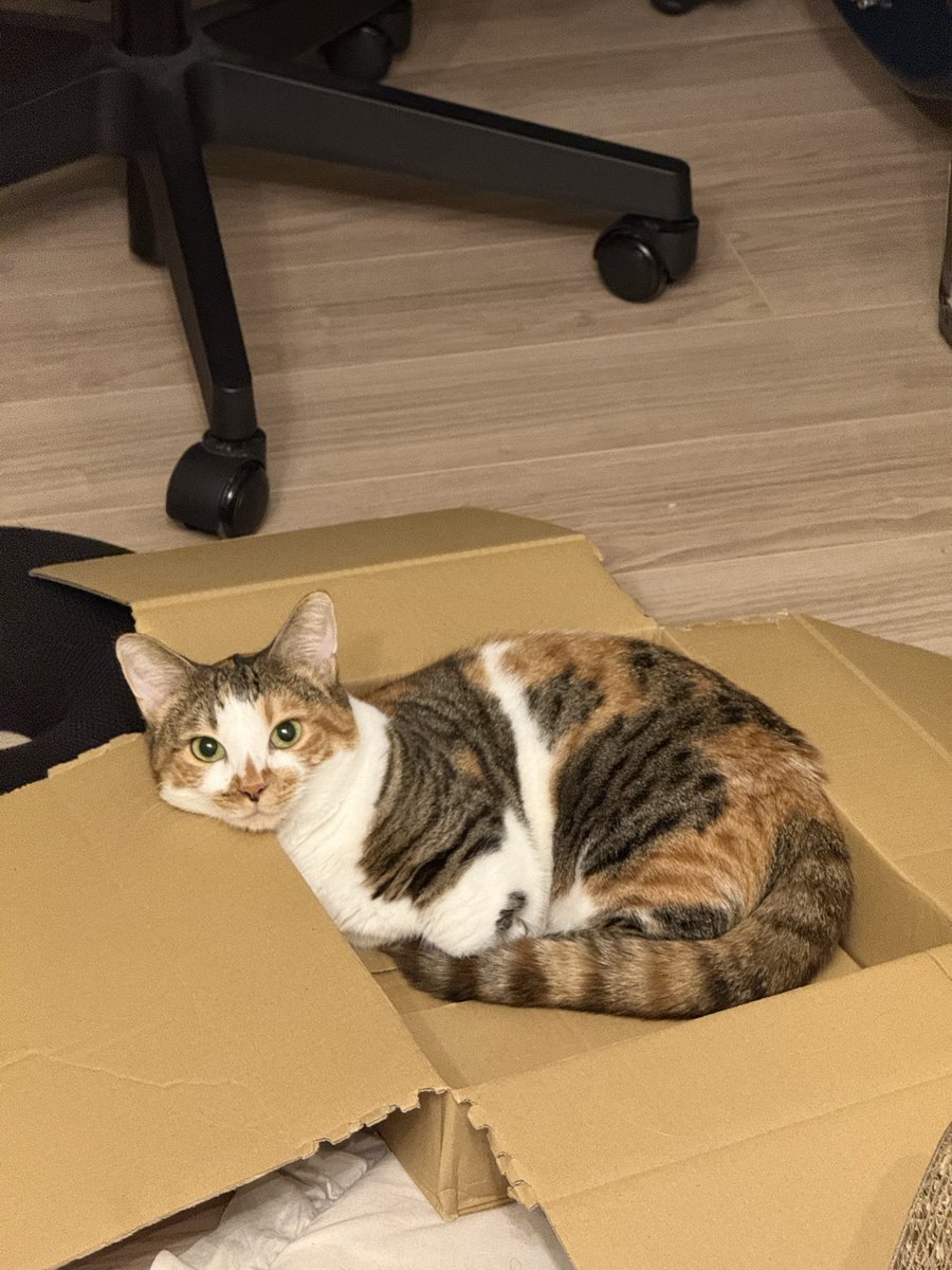 みけ (@mikeneko24) / Posts / X