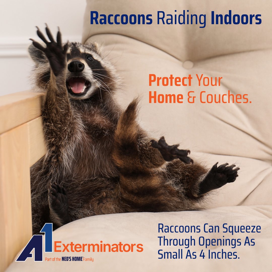 A1Exterminators's tweet image. 🍂 Raccoons seek warm spots this fall! 🐾 Clever and strong, they can squeeze through tiny openings. Don’t let them in! 
📞 Call (855) 601-0691 #A1exterminators #Raccooncontrol